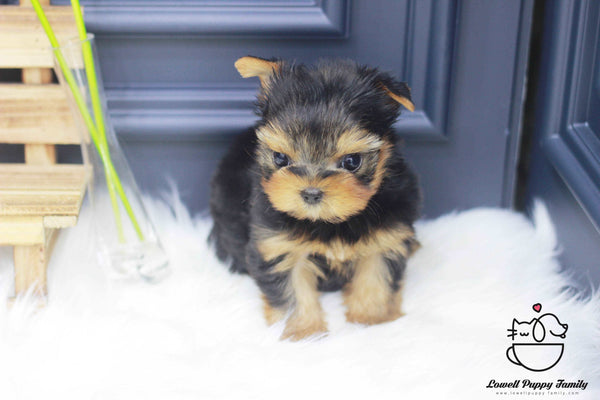 Teacup Yorkie Male [Porsche] - Lowell Teacup Puppies inc