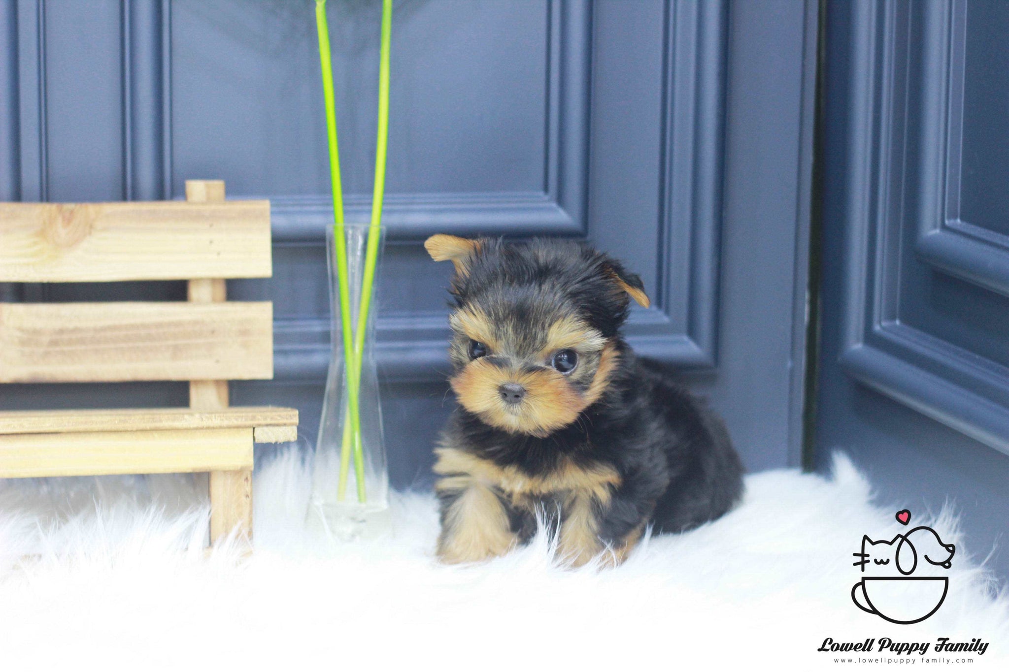 Teacup Yorkie Male [Porsche] - Lowell Teacup Puppies inc