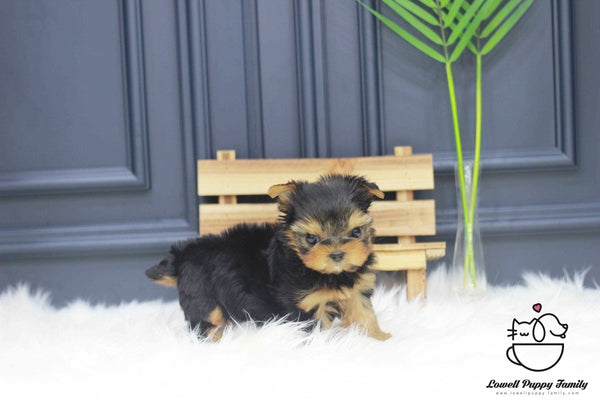 Teacup Yorkie Male [Porsche] - Lowell Teacup Puppies inc