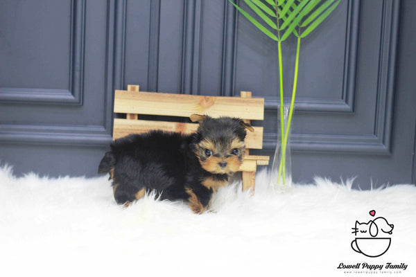 Teacup Yorkie Male [Porsche] - Lowell Teacup Puppies inc