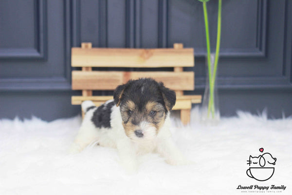 Wire Fox Terrier Male [Bailey] - Lowell Teacup Puppies inc