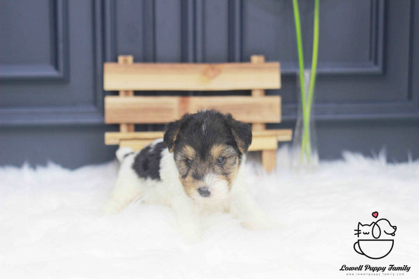 Wire Fox Terrier Male [Bailey] - Lowell Teacup Puppies inc
