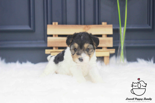 Wire Fox Terrier Male [Bailey] - Lowell Teacup Puppies inc