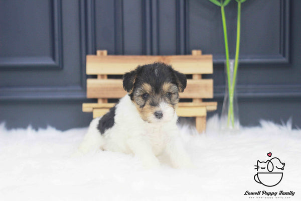 Wire Fox Terrier Male [Bailey] - Lowell Teacup Puppies inc