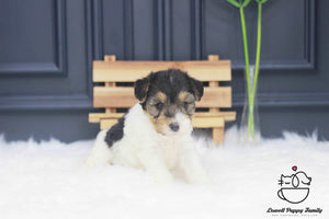 Wire Fox Terrier Male [Bailey] - Lowell Teacup Puppies inc