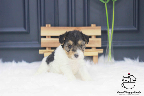 Wire Fox Terrier Male [Bailey] - Lowell Teacup Puppies inc