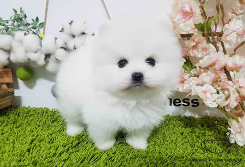 Teacup Pomeranian Male [Woody] - Lowell Teacup Puppies inc