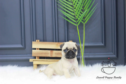 Teacup Pug Female [Etro] - Lowell Teacup Puppies inc
