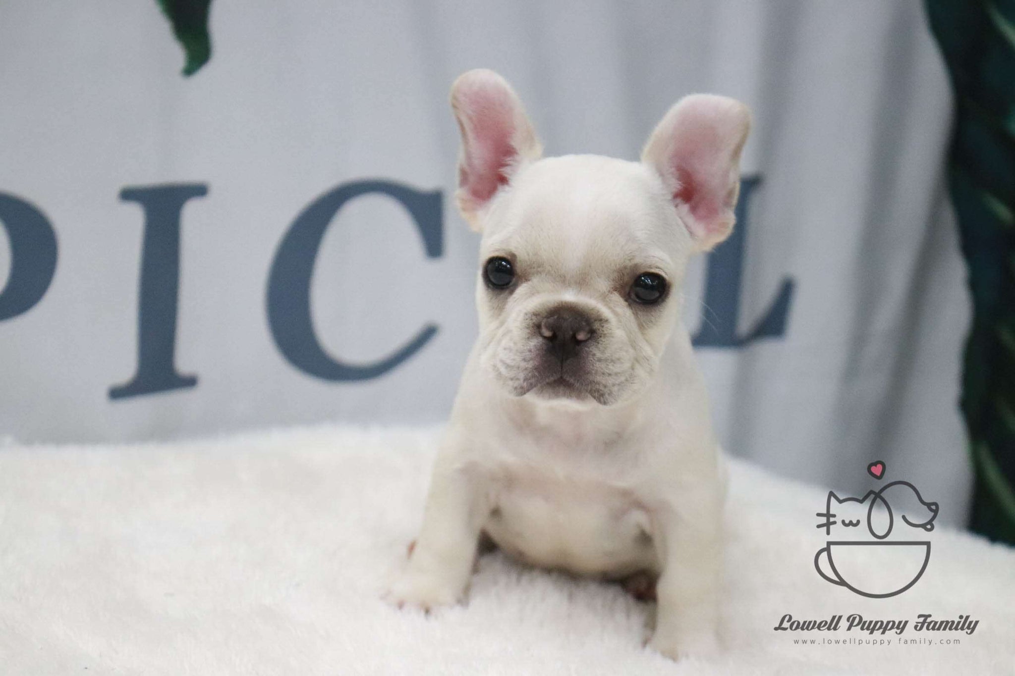 Teacup French Male [Benz] - Lowell Teacup Puppies inc