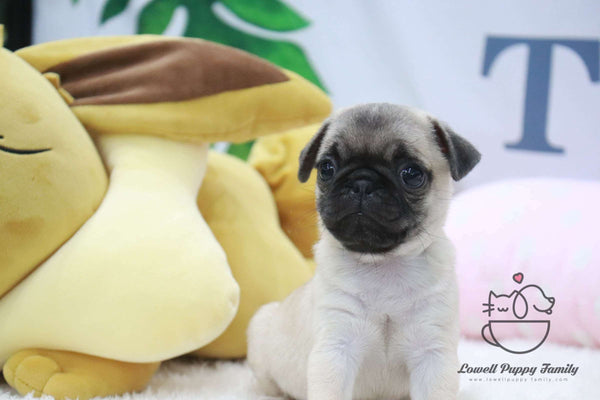 Teacup Pug Male [Goyard] - Lowell Teacup Puppies inc