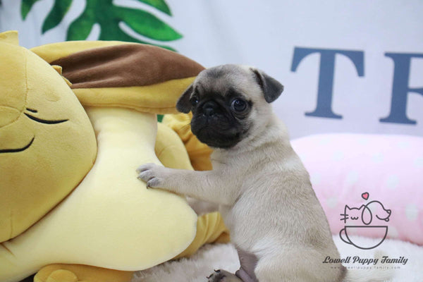 Teacup Pug Male [Goyard] - Lowell Teacup Puppies inc