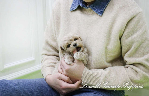 Teacup Maltipoo Male [Haribo] - Lowell Teacup Puppies inc