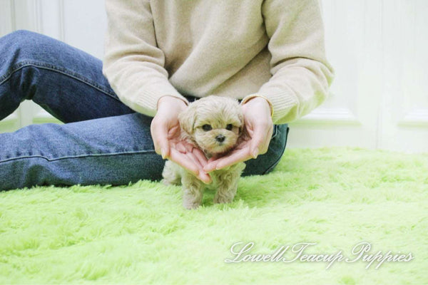 Teacup Maltipoo Male [Haribo] - Lowell Teacup Puppies inc