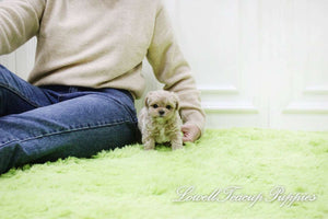 Teacup Maltipoo Male [Haribo] - Lowell Teacup Puppies inc