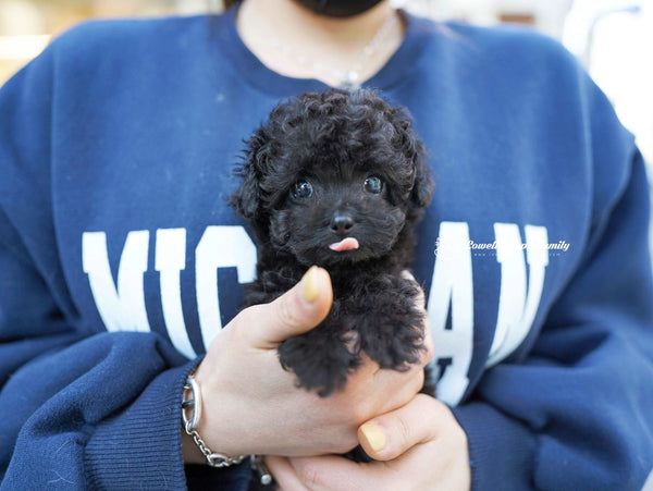 Teacup Poodle Female [Poppy] - Lowell Teacup Puppies inc