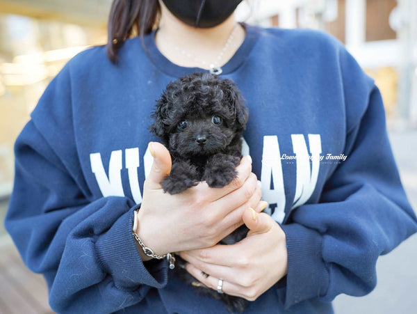 Teacup Poodle Female [Poppy] - Lowell Teacup Puppies inc