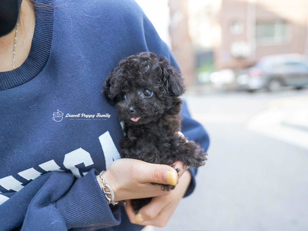 Teacup Poodle Female [Poppy] - Lowell Teacup Puppies inc