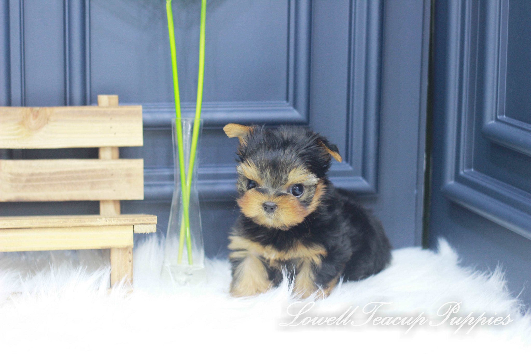 Teacup Yorkie Male [Jerry] - Lowell Teacup Puppies inc