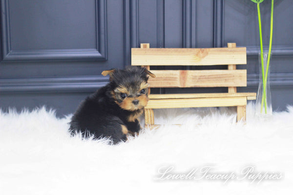 Teacup Yorkie Male [Jerry] - Lowell Teacup Puppies inc