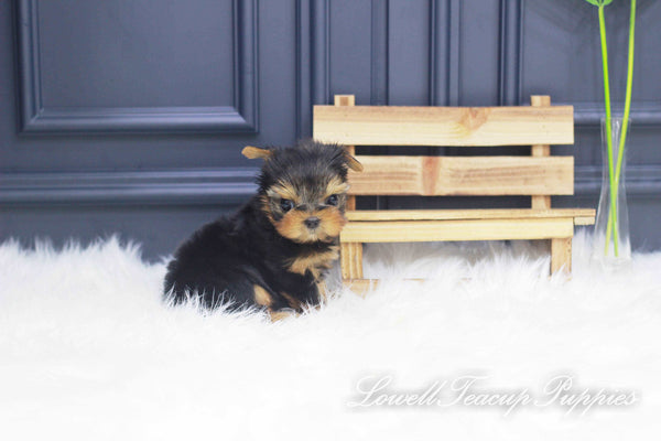 Teacup Yorkie Male [Jerry] - Lowell Teacup Puppies inc