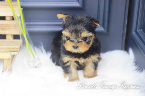 Teacup Yorkie Male [Jerry] - Lowell Teacup Puppies inc