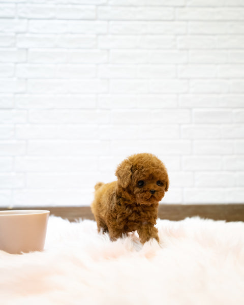 Teacup Poodle Male [Sonny]