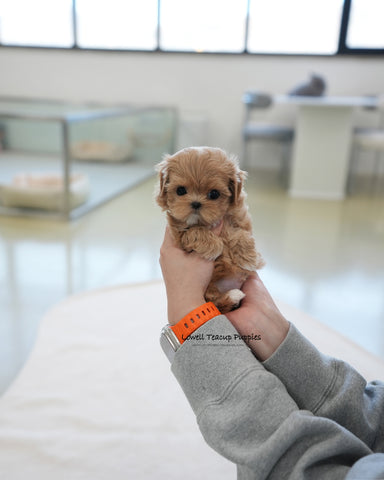 Teacup Maltipoo Male [Baguette]