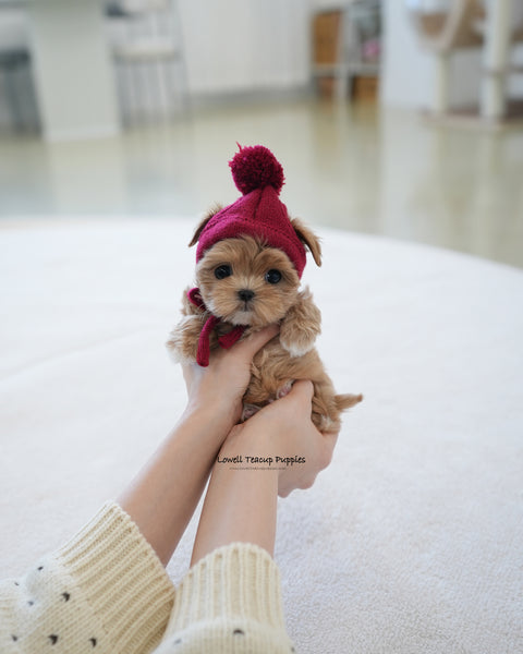 Teacup Maltipoo Male [Baguette]