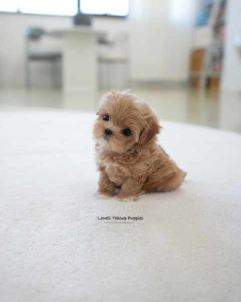 Teacup Maltipoo Male [Baguette]