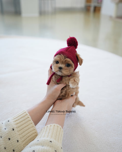 Teacup Maltipoo Male [Baguette]