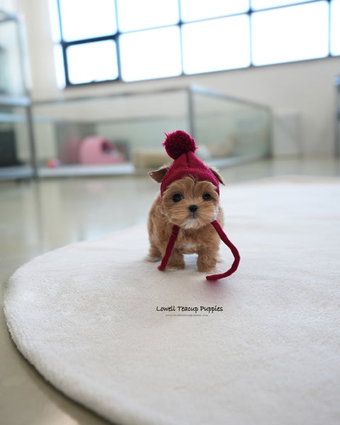 Teacup Maltipoo Male [Baguette]