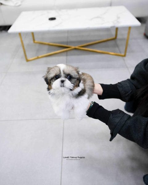 Mini Shih Tzu Male [Oscar] - Lowell Teacup Puppies inc