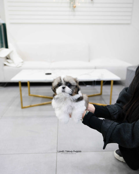 Mini Shih Tzu Male [Oscar] - Lowell Teacup Puppies inc