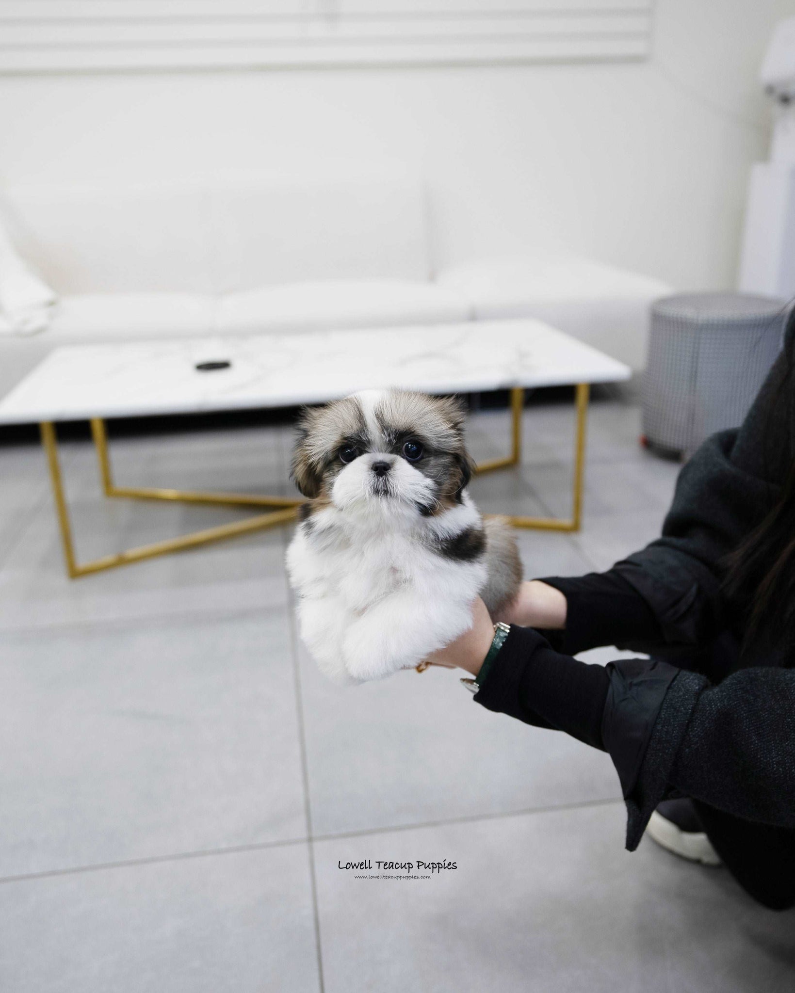 Mini Shih Tzu Male [Oscar] - Lowell Teacup Puppies inc