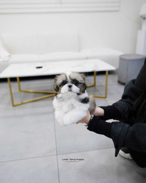 Mini Shih Tzu Male [Oscar] - Lowell Teacup Puppies inc