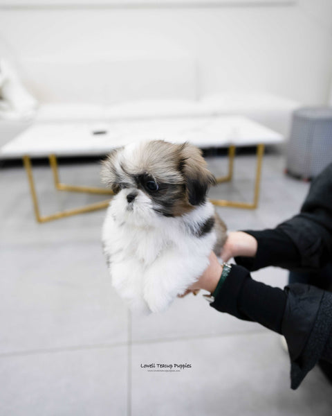 Mini Shih Tzu Male [Oscar] - Lowell Teacup Puppies inc