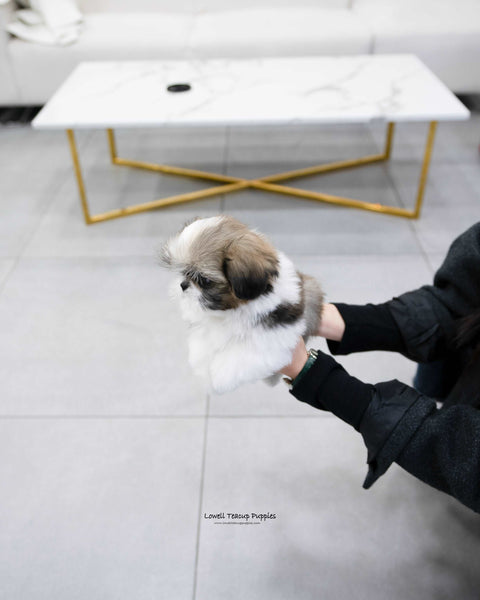 Mini Shih Tzu Male [Oscar] - Lowell Teacup Puppies inc