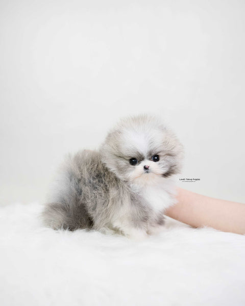 Teacup Pomeranian Male [Toby]