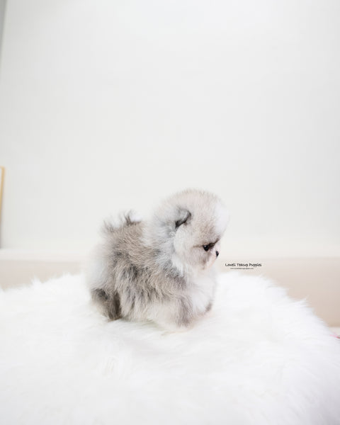 Teacup Pomeranian Male [Toby]