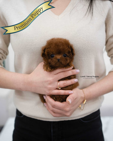 Tiny Poodle Female [Aria]