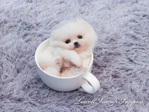 Teacup Pomeranian Male [Pepper] - Lowell Teacup Puppies inc