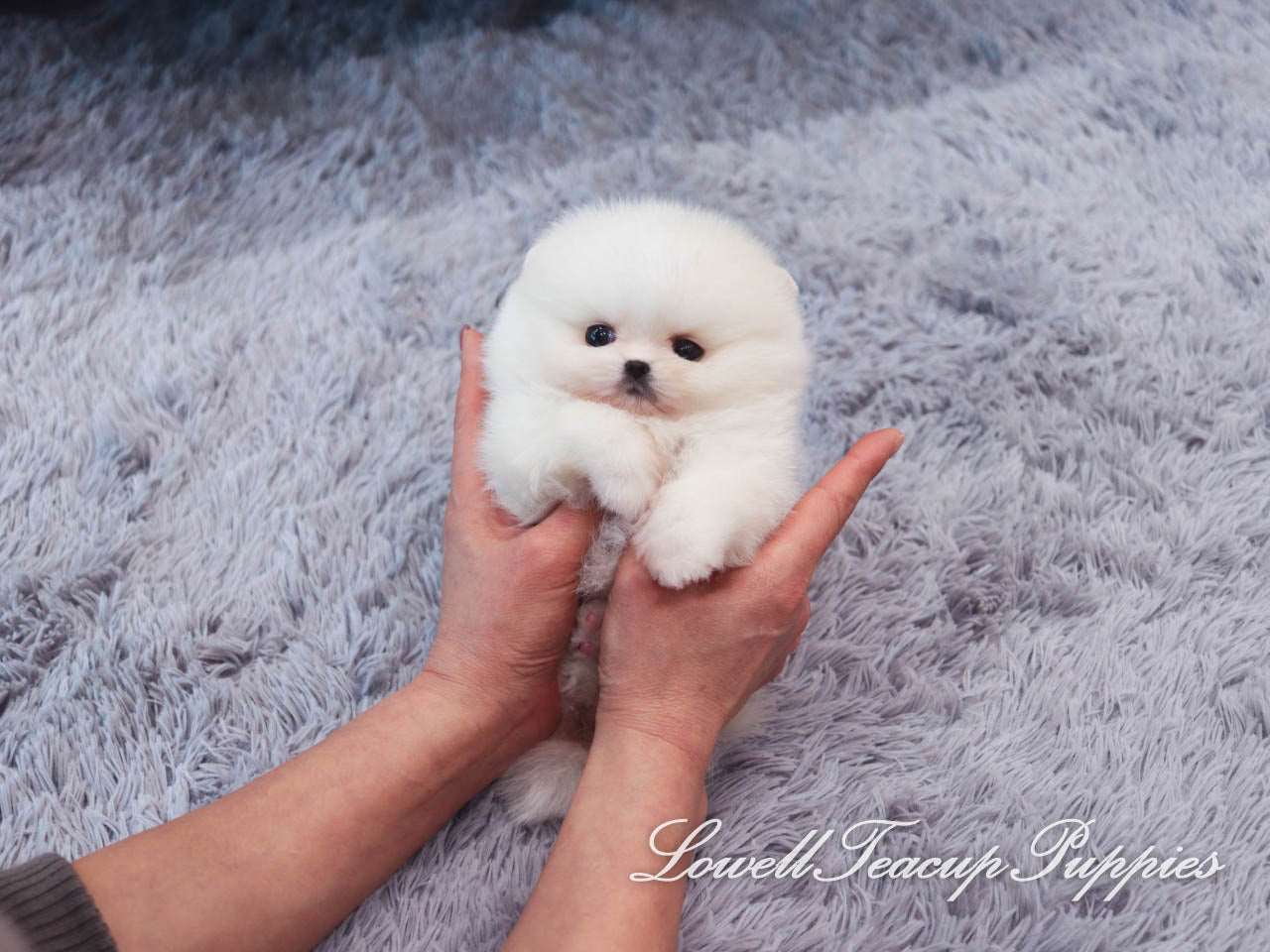 Teacup Pomeranian Male [Pepper] - Lowell Teacup Puppies inc