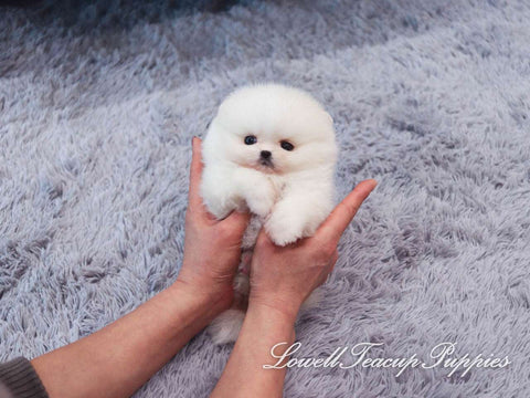 Teacup Pomeranian Male [Pepper] - Lowell Teacup Puppies inc