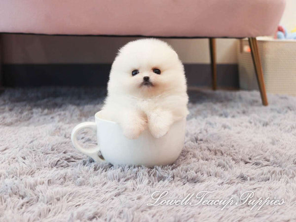 Teacup Pomeranian Male [Pepper] - Lowell Teacup Puppies inc