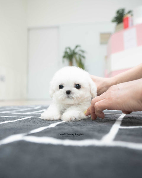 Teacup Bichon Frise Male [Orion]