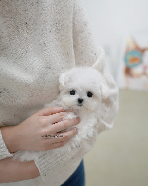 Teacup Bichon Frise Male [Pippo]