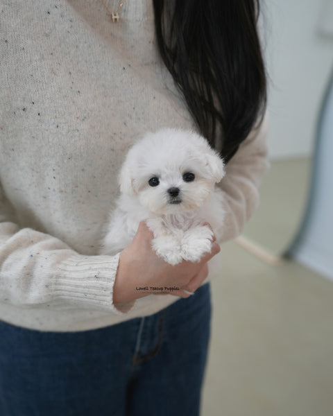 Teacup Bichon Frise Male [Pippo]