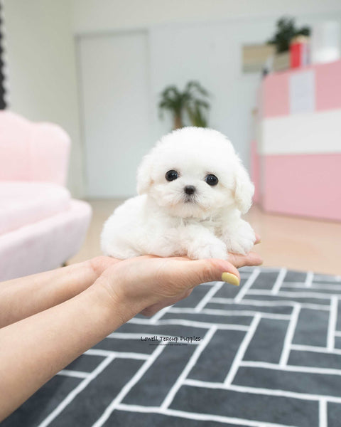 Teacup Bichon Frise Male [Orion]