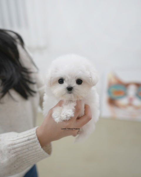 Teacup Bichon Frise Male [Pippo]
