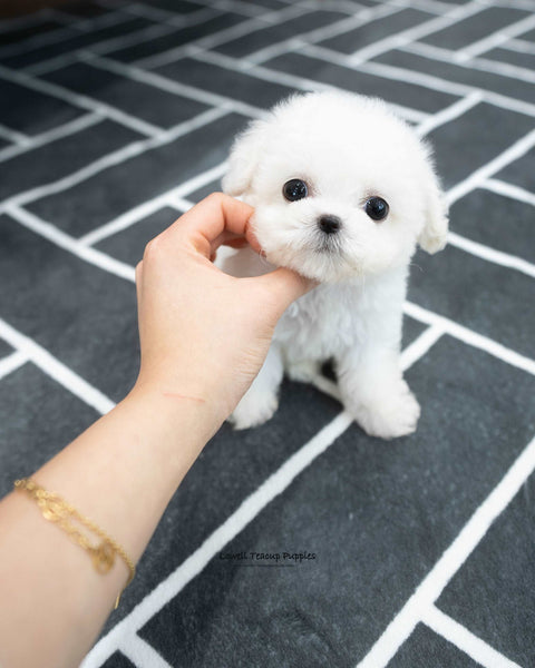 Teacup Bichon Frise Male [Orion]